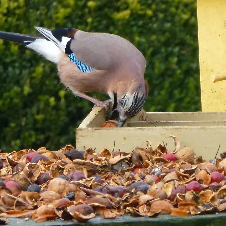 Aan De Burgt Bed & Breakfast Boekel