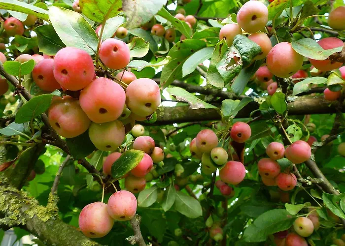 Aan De Burgt Frühstückspension Boekel
