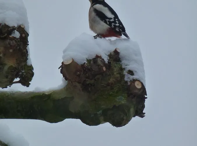 Frühstückspension Aan De Burgt