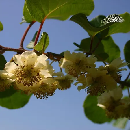 Aan De Burgt Bed & Breakfast *