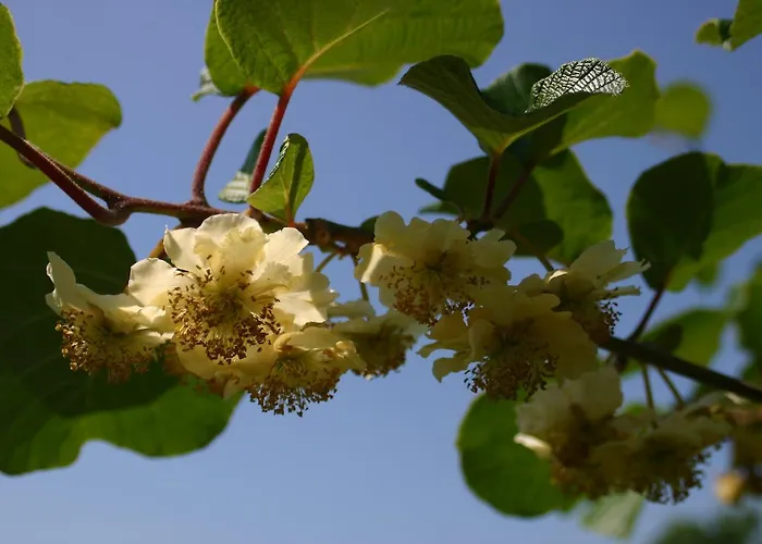Aan De Burgt Bed & Breakfast *